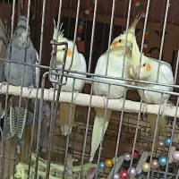 جوجه عروس هلندی دونه خور