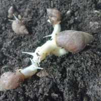 حلزون|خزنده|یاسوج, |دیوار