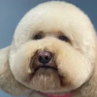 پت سیتی گرومینگ (آرایش حیوانات)