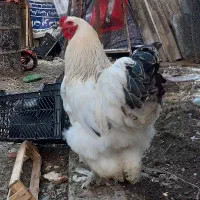 خروس برهما لایت