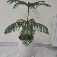 کاج مطبخ|گل و گیاه طبیعی|محمدشهر, محمدشهر|دیوار