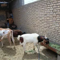 پازن نژدی دوقلوزا