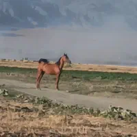 کره|اسب و تجهیزات اسبسواری|کرمان, |دیوار