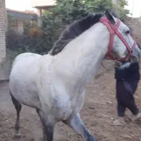 اسب