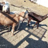 بز فروشی|حیوانات مزرعه|زاهدان, |دیوار