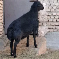 اصل قوچ اینجاس|حیوانات مزرعه|پاکدشت, حصار امیر|دیوار