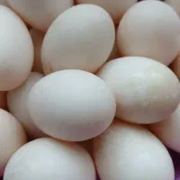 تخم اردک محلی تازه ونطفه دار