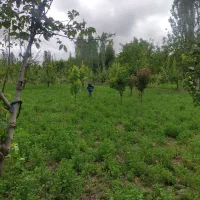 باغ برای ساخت ویلا در روستای تفریحی زوارم