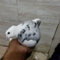 طوقی|پرنده|تهران, آذربایجان|دیوار