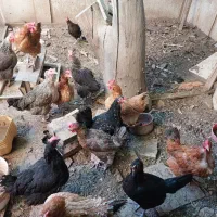 تخم مرغ محلی ارگانیک|خوردنی و آشامیدنی|کرج, دهقان ویلا|دیوار