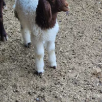 استخدامی در دامداری