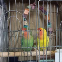 فروش طوطی کوتوله زرد آلبینو
