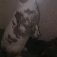 خرگوش|موش و خرگوش|رشت, آب و برق|دیوار