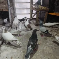 ساده،آلمانی،سار،کفترپرشی،کفتر|پرنده|مشهد, نکاح|دیوار