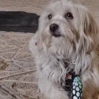 سگ خانگی|سگ|نجف‌آباد, کشاورز|دیوار