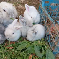بچه خرگوش های لوپ