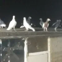 ۱۰ عدد کفتر بوم همه قلدور پرشی زدوخوردی