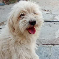 معاوضه با عروس هلندی یا مرغ