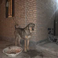 سگ پژدر نر برای کشش