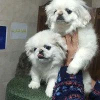 توله سگ پیکینیز امپریال