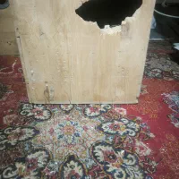 آشیانه لانه طوطی