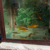 ماهی آکواریوم کوپی و گوپی و سواتل یا دم شمشیری|ماهی|قم, شهرک امام حسین|دیوار