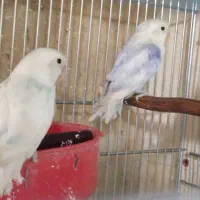 طوطی برزیلی (از پدر ومادر وارداتی)