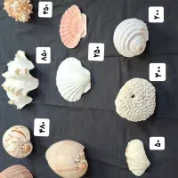 انواع صدفهای غول پیکر وکوچک و مرجان