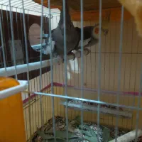 یه جفت عروس هلندی|پرنده|فین, |دیوار