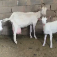 بزغاله بزسانن