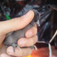 جوجه مرغ ایام سمانی و تخم نطفه دار ایام سمانی