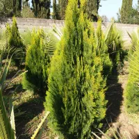 پالم و کامیس نوک دار داخل زمین یکجا فروخته میشود|گل و گیاه طبیعی|رودسر, |دیوار