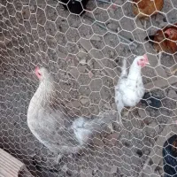 مرغ و خروس گلین ومحلی|حیوانات مزرعه|نکا, |دیوار