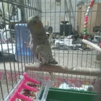 عروس هلندی  .|پرنده|تهران, فلسطین (میدان انقلاب)|دیوار