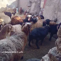 ۱۳تاه میش سرسینه