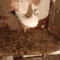 کبوتر ماده|پرنده|اردبیل, |دیوار