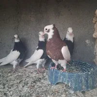 جوجه طوقی|پرنده|مشهد, منزل آباد|دیوار