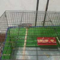 فنچ زبرا نر|پرنده|کارون, |دیوار