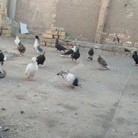 کفتر|پرنده|زاوه, |دیوار