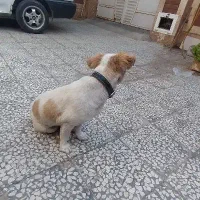 حیوانات خانگی