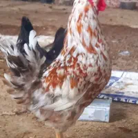 مرغ و خروس گلین