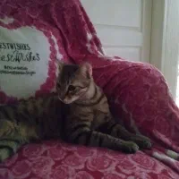 واگذاری گربه|گربه|شهریار, شهرک وائین|دیوار