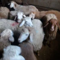 قوزی نر قربانق کیلویی ۷۰۰