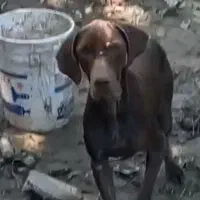 سگ شکاری گم شده