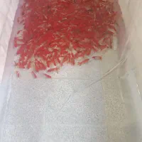 ماهی قرمز|ماهی|یزد, |دیوار