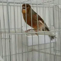 قناری نر بخون