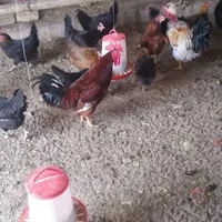 مرغ و خروس محلی