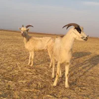 بز سانن اصیل، میش، قوچ، بره