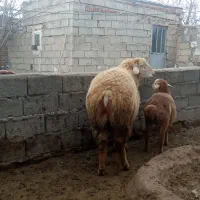 قوچ|حیوانات مزرعه|مشگین شهر, |دیوار