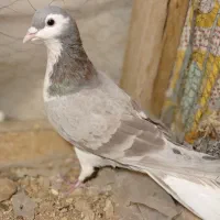 کفتر|پرنده|دماوند, گیلاوند|دیوار